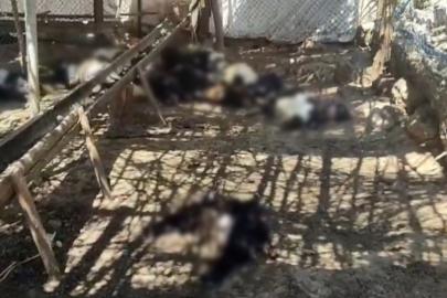 Ağıla giren başıboş köpekler 26 keçiyi telef etti