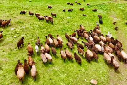 Ağrı’da yaylalar koyun sürüleriyle süslendi