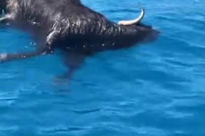 Alanya Kalesi açıklarında denizde ölü keçi bulundu