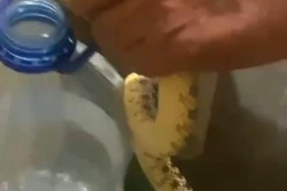 Ankara Polatlı’da yılan paniği