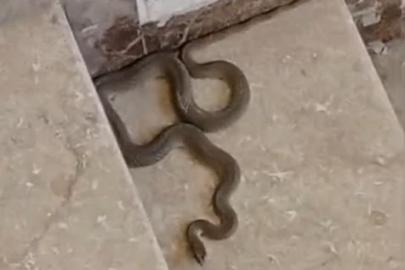 Apartmana giren yılan paniğe neden oldu
