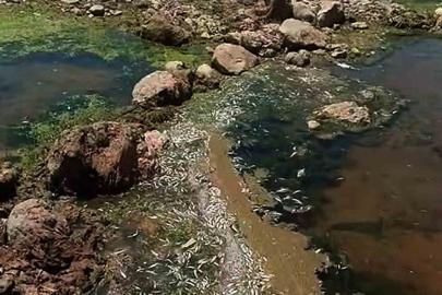Araban Karasu Çayı’nda tedirgin eden toplu balık ölümleri