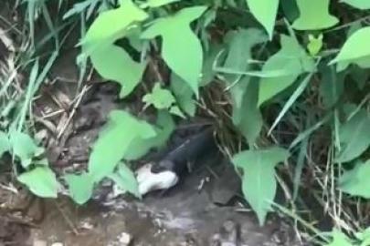 Artvin’de yılanın balık avı kamerada
