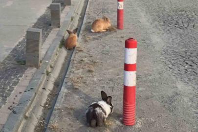 Atakum sahilinde tavşanlar dikkat çekti