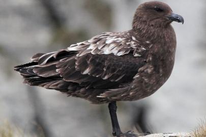 Avustralya ana karasında ilk H5N1 kuş gribi vakası şüphesi