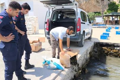 Aydın’da 60 kilo canlı yengeç ele geçirildi