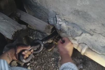 Bakmaya bile korkanlar varken o koluna dolanan 1 buçuk metrelik 2 yılanı saklandığı delikte yakaladı