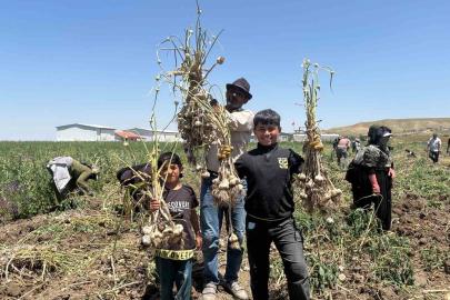 Başkentte alternatif tarımın yeni ürünü: İlk kez yetiştirilen sarımsakta 350 tonluk rekolte