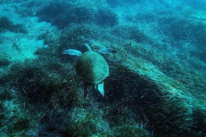 Bodrum’un su altı ekosistemini haritalama çalışmaları sürüyor