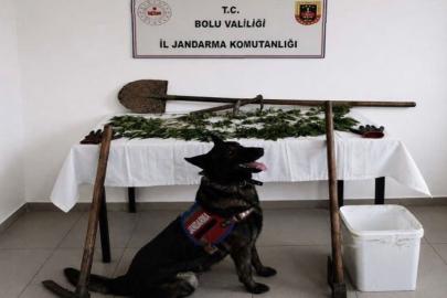 Bolu’da kenevir bahçesi oluşturan şüpheli tutuklandı
