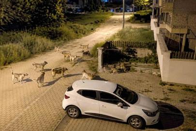 Bolu’da köpek sürüsü tedirginliği