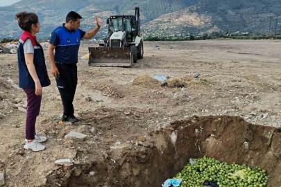 Bozdoğan’da hastalıklı ilekler imha edildi