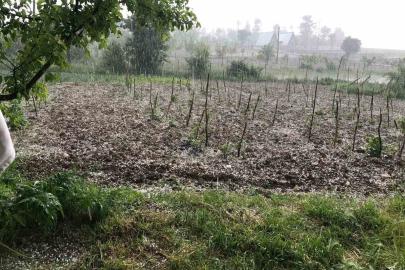 Bursa’da dolu… Keles’te tarım arazilerini dolu vurdu