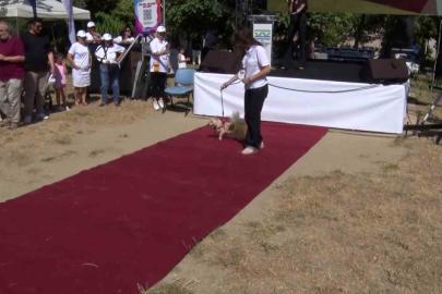 Büyükçekmece’de can dostları sahiplendirme festivali