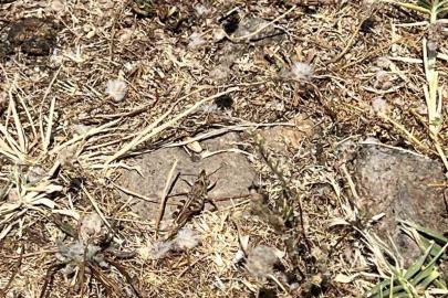 Çanakkale’de çekirge ile mücadele başlatıldı