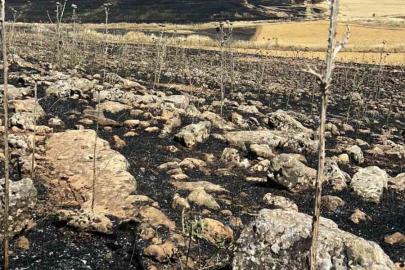Diyarbakır’da yüzlerce dönüm ekili alan kül oldu