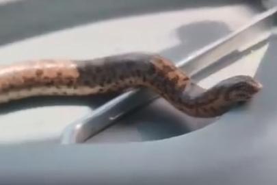 Elazığ’da bir vatandaş, yakaladığı yılanı traktörle gezdirdi
