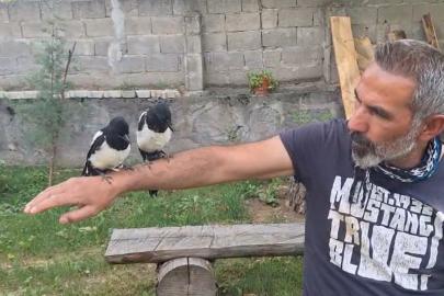Erzincan’da ağaçtan düşen yavru kuşları sahiplenerek doğaya kazandırıyor