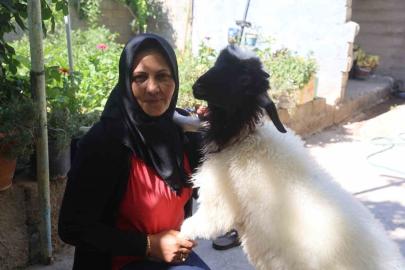 Evladını lösemiden kaybeden anne, teselliyi peşinden ayrılmayan kuzuda buldu