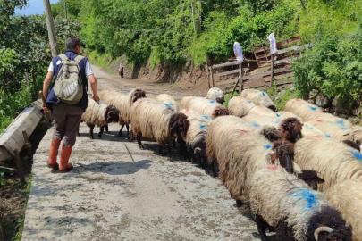 Giresun’da yayla göçü başladı