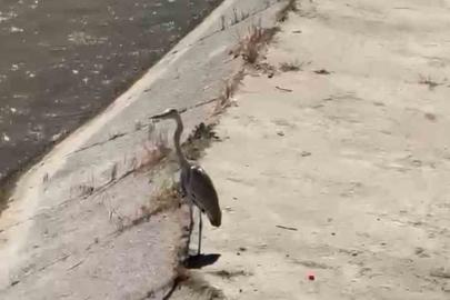 Gri balıkçıl ile martı aynı karede av bekledi