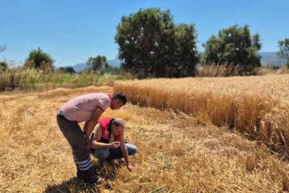 Havran’da hububat hasat kontrolleri yapılıyor