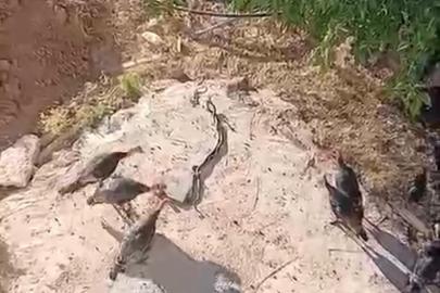Hindilerin, aralarına giren yılanları izlediği anlar görüntülendi