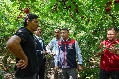 Honaz’da kiraz hasadı başladı