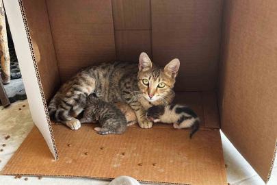 İşyerinde doğan kedi yavrularına esnaf sahip çıktı