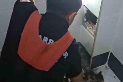 İtfaiye erleri havalandırma boşluğunda kalan kedi için seferber oldu