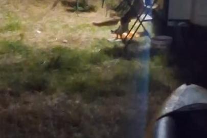 Kamp alanına giren hırsız tilki kameraya yakalandı
