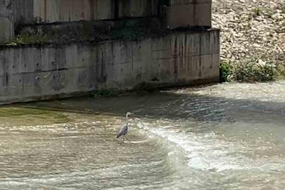 Karabük’te gri balıkçıl cep telefonu kamerasıyla görüntülendi