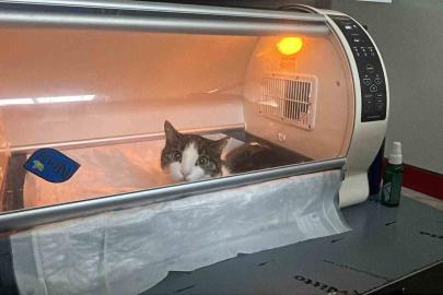 Kedinin karnından 400 gramlık kist çıktı, tedavisi yapılan kedi sahibine teslim edildi