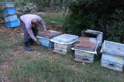 Keven ve kekik balı için yayla yolculuğu başladı