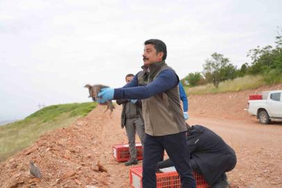 Kırşehir’de doğaya 900 kınalı keklik salındı