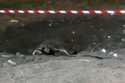 Koruma alanı dışına yuva yapan caretta caretta için şeritli tedbir