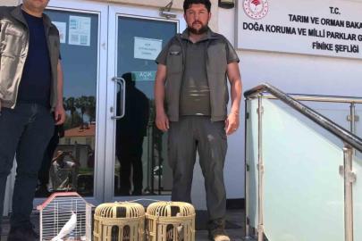 Kuş denetiminde kafeslerdeki keklik ve papağanlara el konuldu