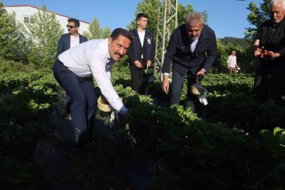 Lezzetiyle damaklarda tat bırakan çilekte 10 bin 900 ton rekolte bekleniyor