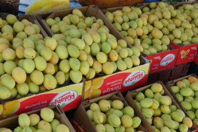 Malatya’da yaş kayısı tezgahlarda yerini aldı