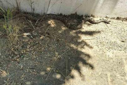 Menteşe’de zehirli engerek okul bahçesinde görüldü