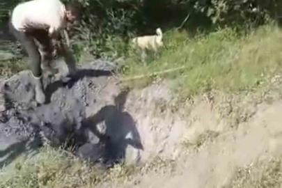 Merada otlayan büyükbaş hayvan define çukuruna düştü