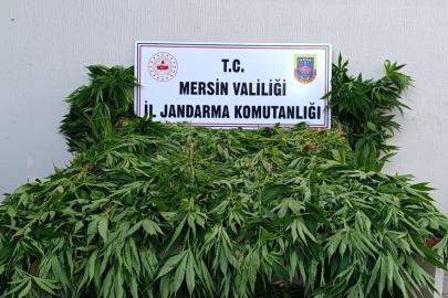 Ormanda kenevir yetiştirenlere suçüstü operasyon: 2 tutuklama