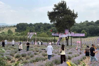 Osmaniye’de mis kokulu lavantalar arasında renkli festival