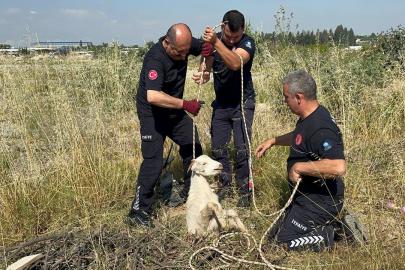 Otlarken kanalizasyon çukuruna düşen oğlak, çıkardığı sesle kurtuldu