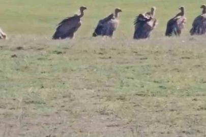 Özalp ilçesinde kızıl akbaba sürüsü görüldü
