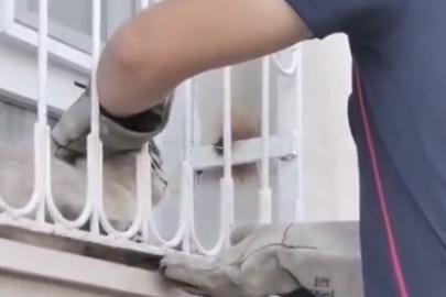 Patisi pencere demirine sıkışan kediyi itfaiye kurtardı