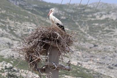 Riskli durumdaki leylek yuvası güvenli hale getirildi