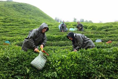 Rize’de çay tarımı yeniden şekilleniyor: Migros’tan stratejik adım