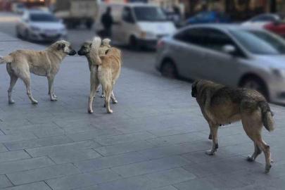 Sahipsiz köpeklerin tamamı yıl sonuna kadar barınaklara alınacak