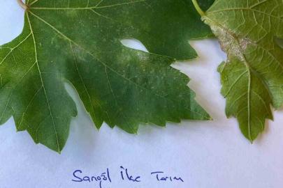 Sarıgöl’de bağcılar için salkım güvesi uyarısı